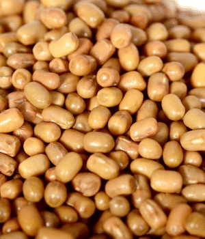 Moth Bean - Vegetable Names that Begin with M