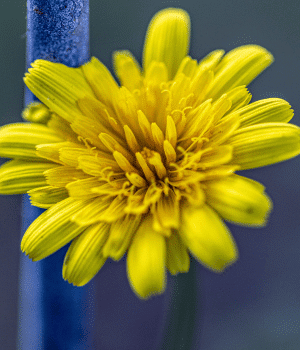 Murnong - Vegetable Names that Begin with M