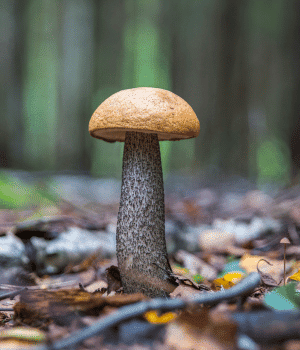 Mushroom