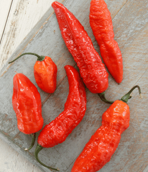 Naga Chili - Vegetable Names that start with N