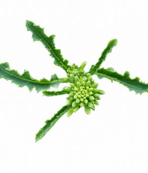 Napini Veg - Vegetables that start with N