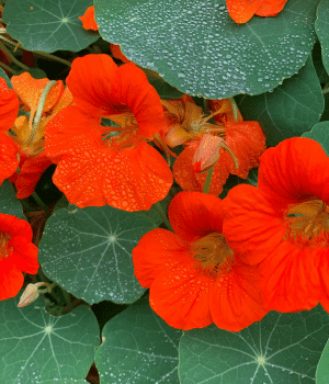 Nasturtium Leaves