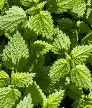 Nettle