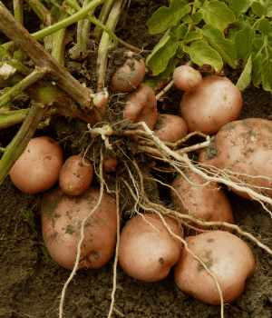 New Potato