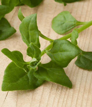 New Zealand Spinach - Vegetables that Beginning with N