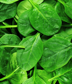 Niger Spinach - Vegetable that Begin with N
