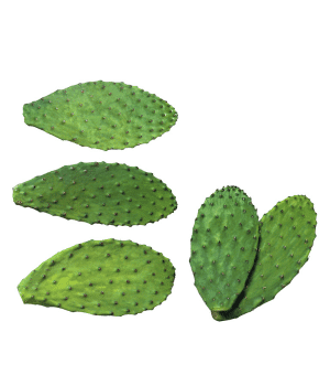 Nopal Cactus Pads