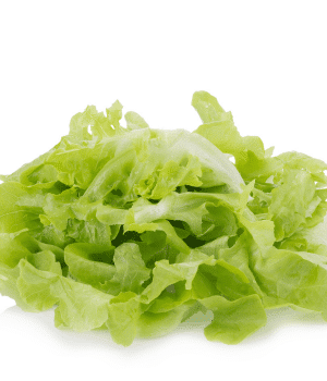 Oakleaf Lettuce - Vegetables that start with O
