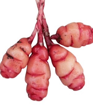 Oca - Underground Vegetable