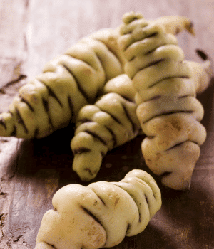 Oca - Vegetables that start with O