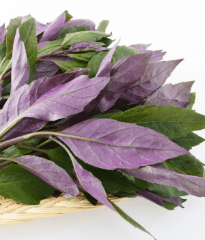 Okinawan Spinach - Vegetables that start with O