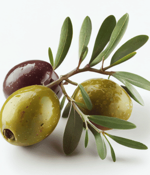 Olive - Vegetables that start with O