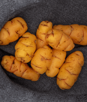Olluco - Vegetable Names that start with O