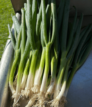 Onion Scapes