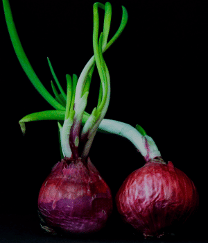 Onion - Vegetable Names that start with O