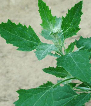 Orach - Vegetable Names that start with O