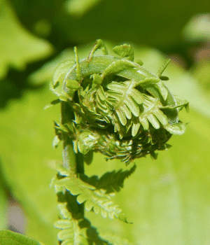 Ostrich Fern Fiddleheads - Vegetable Names that start with O