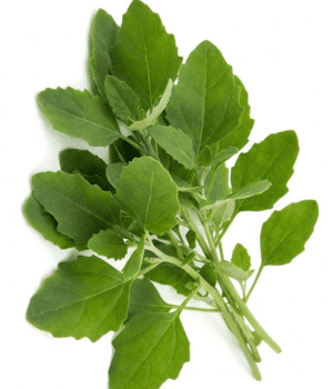 Papalo - Vegetables that start with P