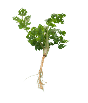 Parsley Root - Vegetable that Grow Underground