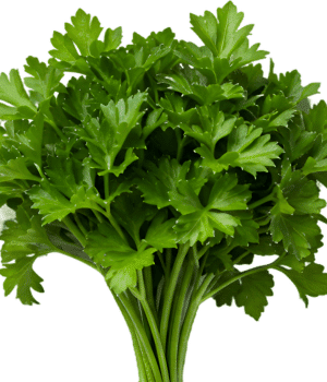 Parsley - Vegetables that start with P