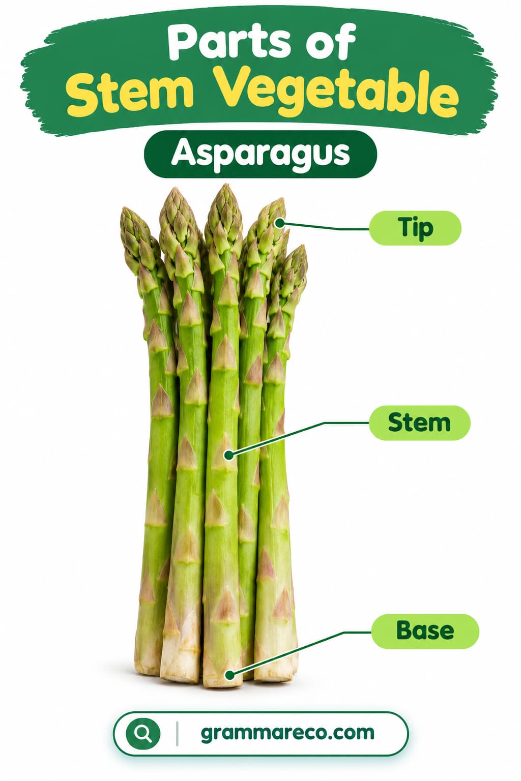 Parts of Stem Vegetable Chart
