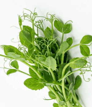 Pea Shoots - Vegetables that start with P