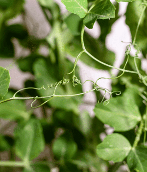 Pea Tendrils - Vegetables that start with P
