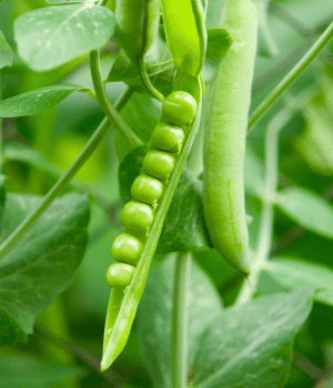 Pea - Vegetables that start with P