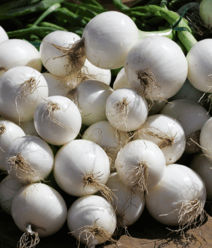 Pearl Onions - Bulb Vegetable