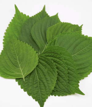 Perilla Leaves - Vegetable Names that Begin with P