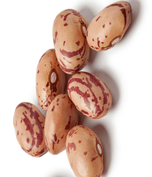 Pinto Bean - Vegetable Names that Begin with P