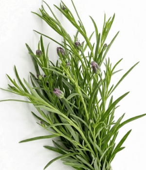 Pipicha - Vegetable Names that Begin with P