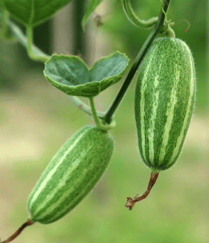 Pointed Gourd - Vegetable Names that Begin with P