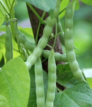 Pole Bean - Vegetable Names that Begin with P