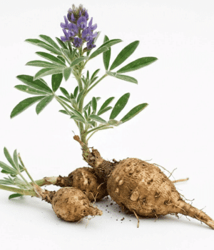 Prairie Turnip - Vegetable Names that Begin with P