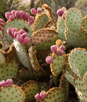 Prickly Pear Cactus Pads - Vegetable Names that Begin with P