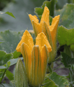 Pumpkin Flowers - Vegetable Names that Begin with P