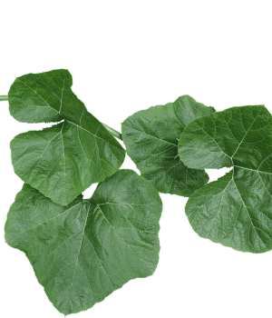 Pumpkin Leaves - Vegetable Names that Begin with P