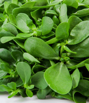 Purslane