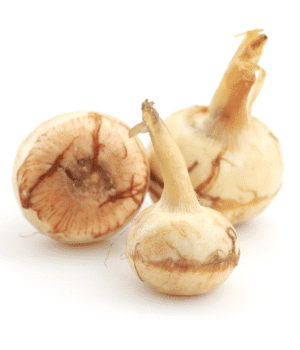 Queensland Arrowroot - Vegetables that start with Q