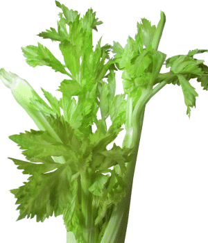 Quenopode - Vegetable Names that Begin with Q