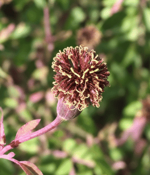 Quillquina - Vegetable Names that Begin with Q