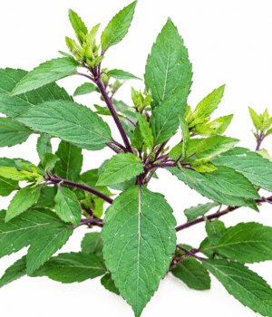 Quilquina - Vegetable Names that Begin with Q