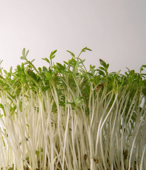 Quinoa Shoots