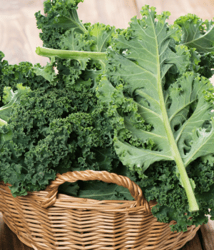 Ragged Jack Kale - Vegetables that start with R