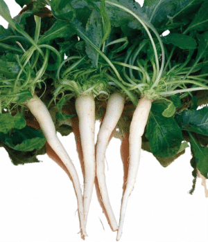 Rampion Root - Vegetable that Grow Underground