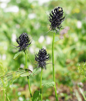 Rampion - Vegetables that start with R