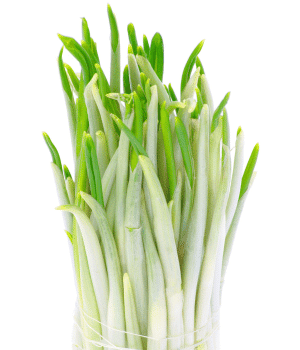 Ramsons - Vegetables that start with R