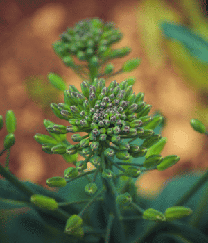 Rapeseed Greens - Vegetables that start with R