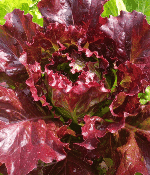 Red Leaf Lettuce - Vegetable that Begin with R